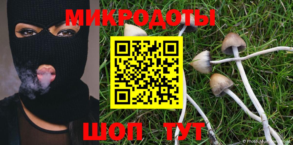 Гатчина  Псилоцибиновые грибы Psilocybe  где найти   Вход с VPN 