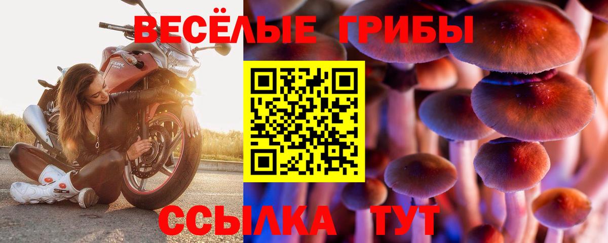 Галлюциногенные грибы Psilocybe Гатчина